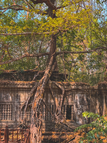 old building and big tree - 写真・画像
