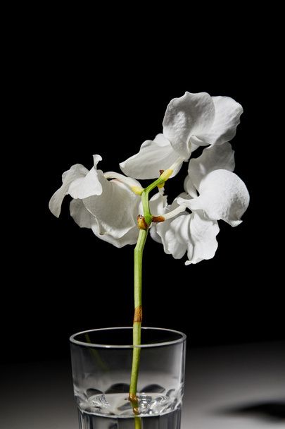 біла квітка орхідеї в склі на чорному фоні
 - Фото, зображення