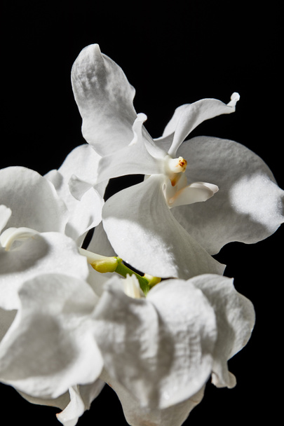 vista de cerca de las flores blancas de la orquídea aisladas en negro
 - Foto, Imagen