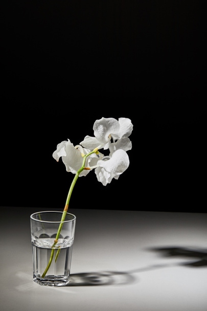 黒い背景のガラスの白い蘭の花の枝 - 写真・画像