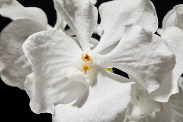 Nahaufnahme der weißen Orchideenblume isoliert auf schwarz - Foto, Bild