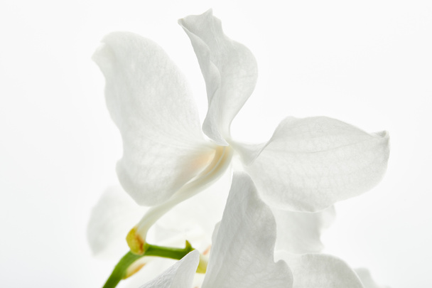 close up view of beautiful orchid flower on branch isolated on white - Foto, imagen