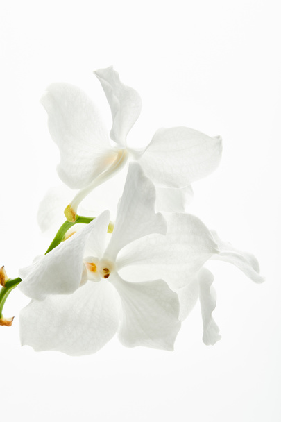 gyönyörű orchidea virágok ágon elszigetelt fehér - Fotó, kép
