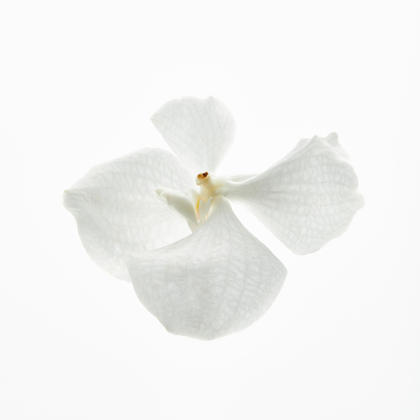 beautiful orchid flower isolated on white - Valokuva, kuva