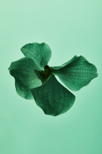 kleurrijke groene orchidee bloem geïsoleerd op groen - Foto, afbeelding