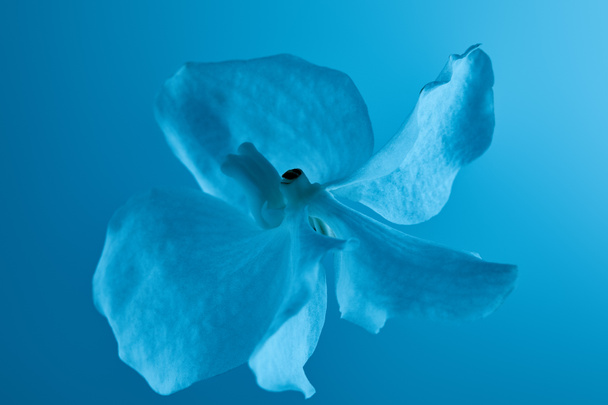 colorful blue orchid flower isolated on blue - Photo, Image