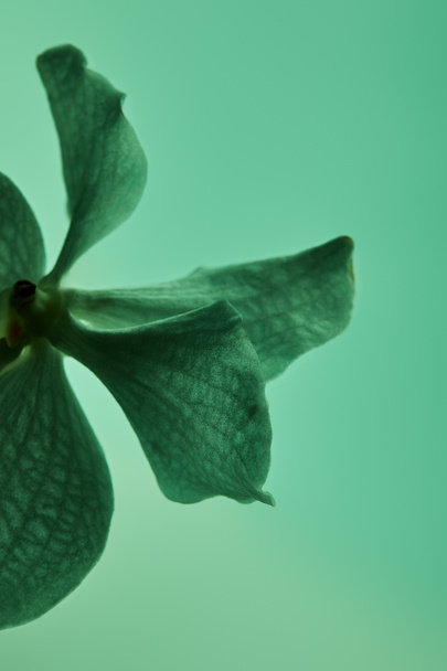 vue rapprochée de fleur d'orchidée verte colorée isolée sur vert
 - Photo, image