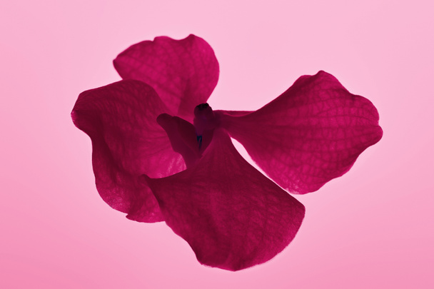 colorful pink orchid flower isolated on pink - Foto, imagen
