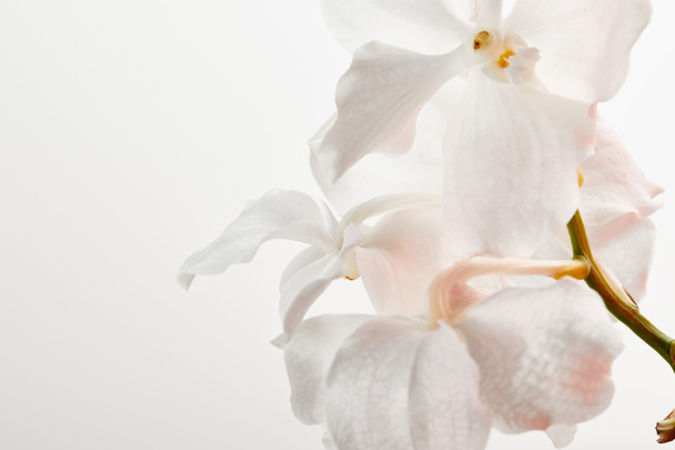 lähikuva luonnonkaunis orkidea kukkia haara eristetty valkoinen
 - Valokuva, kuva