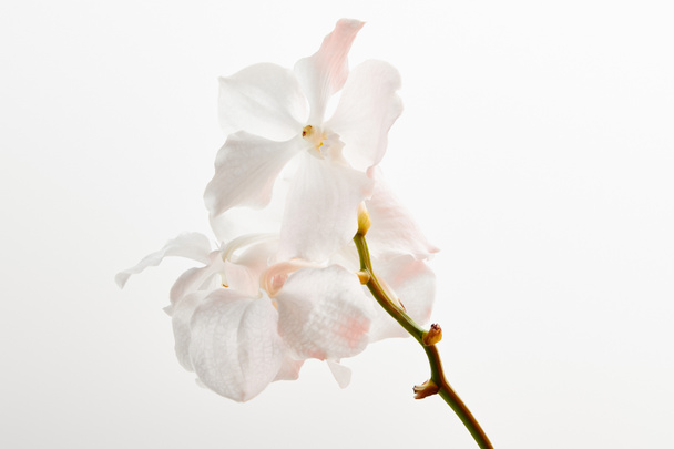 natural beautiful orchid flowers on branch isolated on white - Φωτογραφία, εικόνα