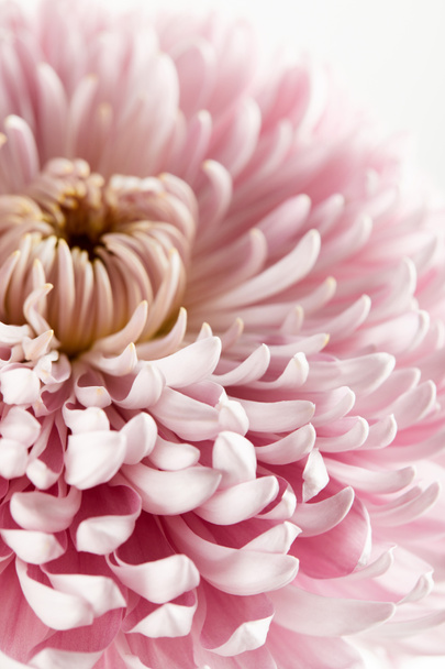 close up view of pink chrysanthemum isolated on white - Foto, Imagen