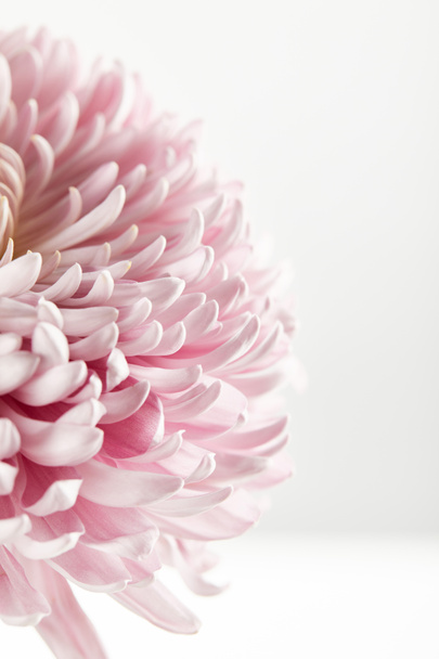 vue rapprochée du chrysanthème rose isolé sur blanc
 - Photo, image