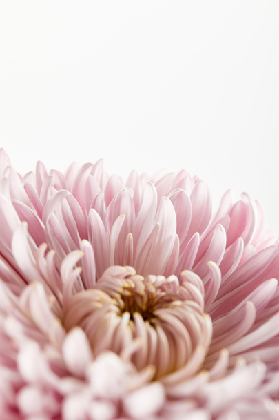 közeli kilátás rózsaszín krizantém elszigetelt fehér - Fotó, kép