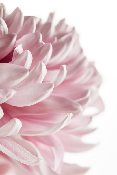 close up view of pink chrysanthemum isolated on white - Φωτογραφία, εικόνα