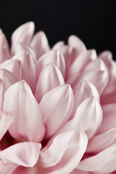 close up view of pink chrysanthemum petals isolated on black - Fotografie, Obrázek