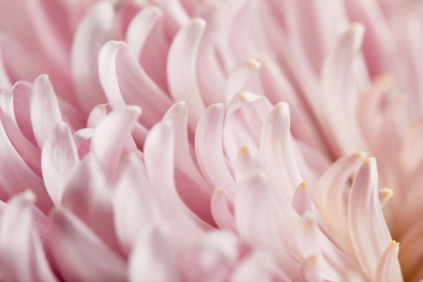 vista de cerca de pétalos de crisantemo rosa
 - Foto, Imagen