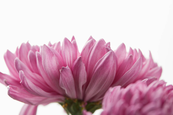close up view of purple chrysanthemum isolated on white - Zdjęcie, obraz