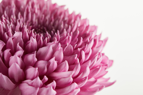close up view of purple chrysanthemum isolated on white - Fotoğraf, Görsel