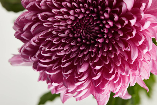 close up view of purple chrysanthemum isolated on white - Foto, Imagen