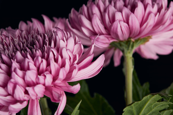 close up view of purple chrysanthemum flowers isolated on black - Photo, Image