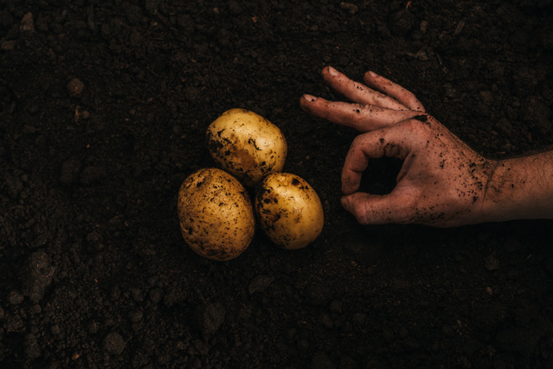 vista recortada del agricultor que muestra signo aceptable cerca de patatas naturales maduras en el suelo
 - Foto, Imagen