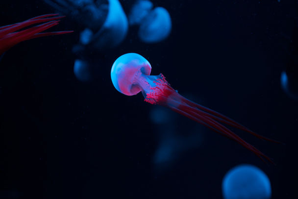 Selective focus of jellyfishes with pink and blue neon lights on dark background - Photo, Image