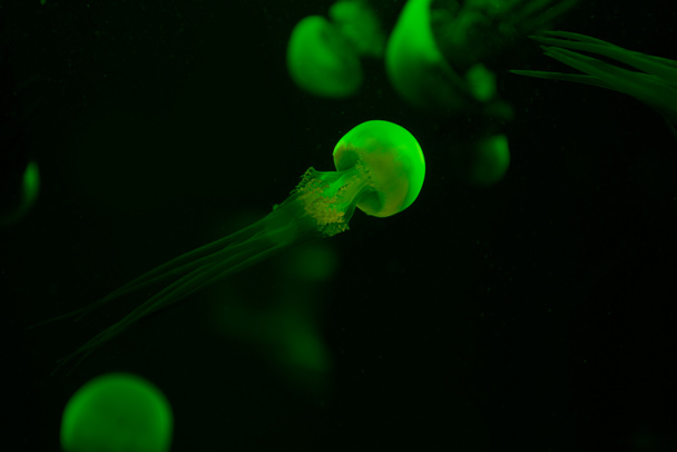 Selective focus of jellyfishes with green neon light in dark aquarium water - Photo, Image