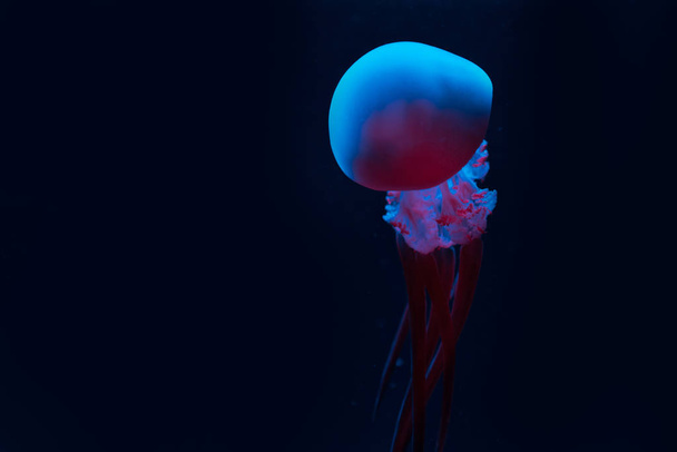 jellyfish in blue and pink neon lights on black background - 写真・画像