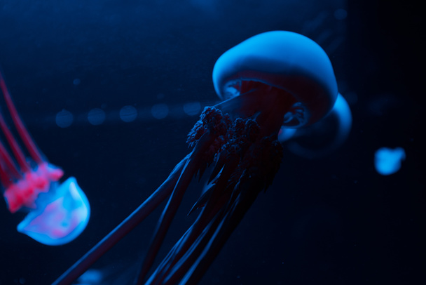 méduses en néon bleu et rose sur fond noir
 - Photo, image