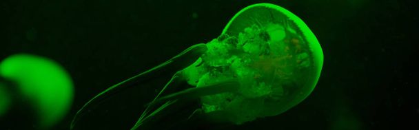 Selective focus of jellyfishes in green neon light on black background, panoramic shot - Fotó, kép