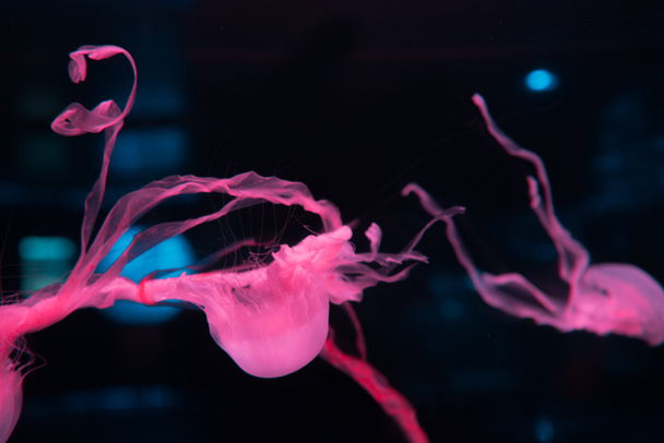 jellyfishes with tentacles and pink neon light on black background - Photo, Image