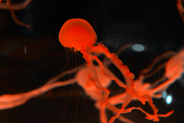 jellyfishes with red neon light on black background - Photo, Image