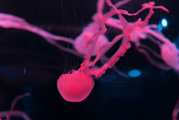 jellyfishes with pink neon light on black background - 写真・画像