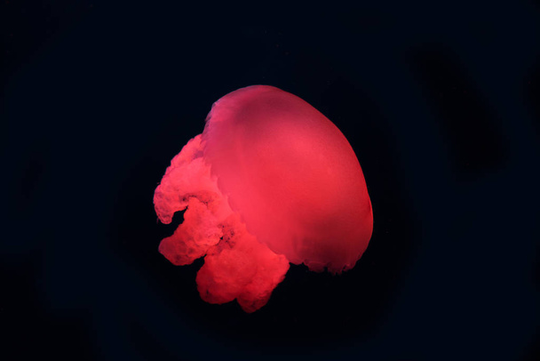 Blue blubber jellyfish with red neon light on black background - Photo, Image