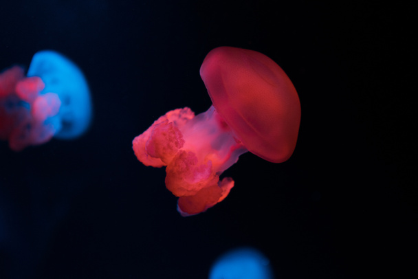 Selective focus of blue blubber jellyfishes with neon lights on black background - Foto, Imagen