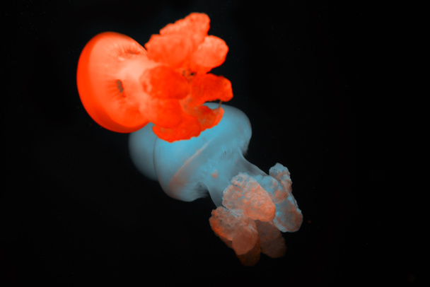 Medúzy s červenými a modrými neonovými světly na černém pozadí - Fotografie, Obrázek