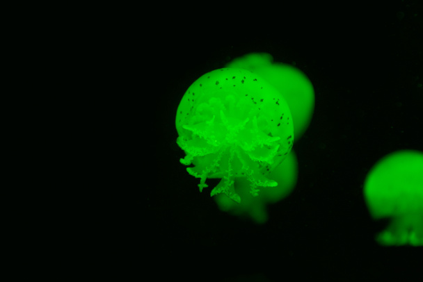Enfoque selectivo de medusas manchadas en luz de neón verde sobre fondo negro
 - Foto, imagen