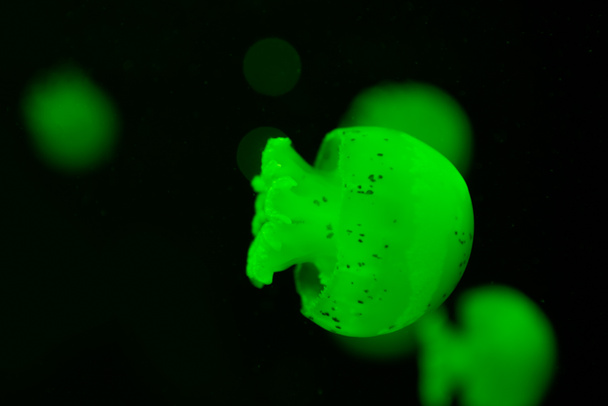 Вибірковий фокус плямистих медуз у зеленому неоновому світлі на чорному тлі
 - Фото, зображення