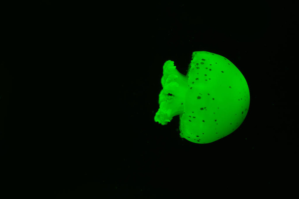 Spotted jellyfish in green neon light on black background - Photo, Image