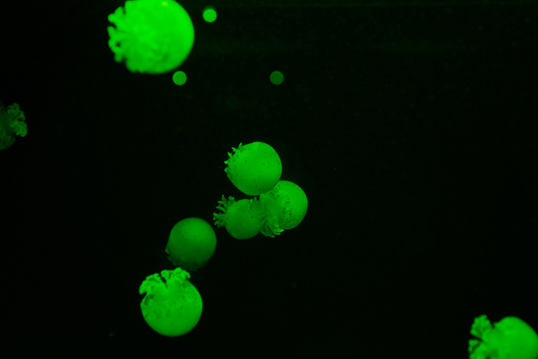 Jellyfishes with green neon light on black background - Photo, Image