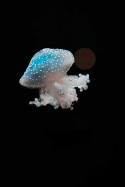 Пятнистая медуза на чёрном фоне
 - Фото, изображение