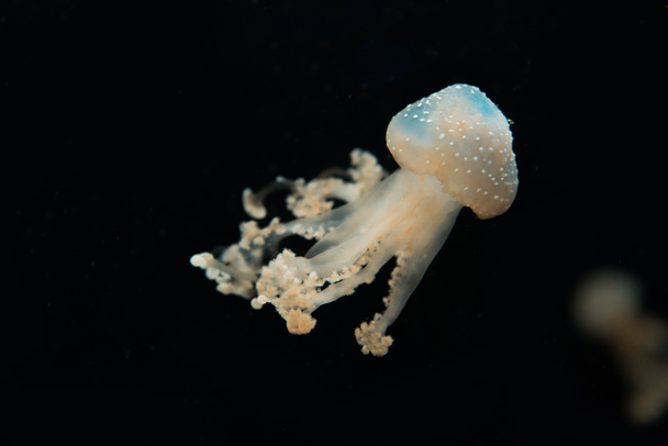 Pilkullinen meduusa, jonka lonkerot ovat mustalla pohjalla
 - Valokuva, kuva