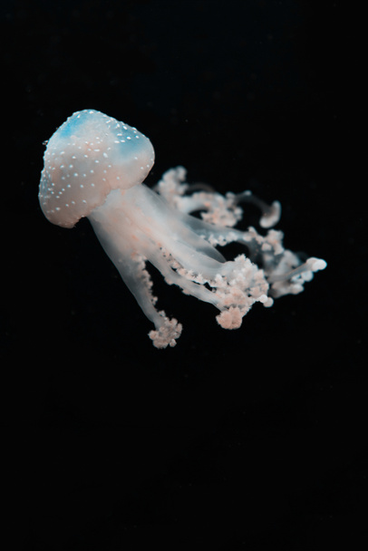 Průsvitné skvrnité medúzy ve světle na černém pozadí - Fotografie, Obrázek