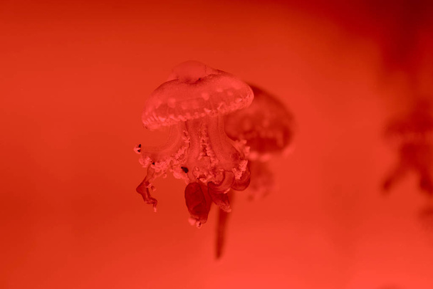 Selective focus of jellyfishes on red background - Photo, Image