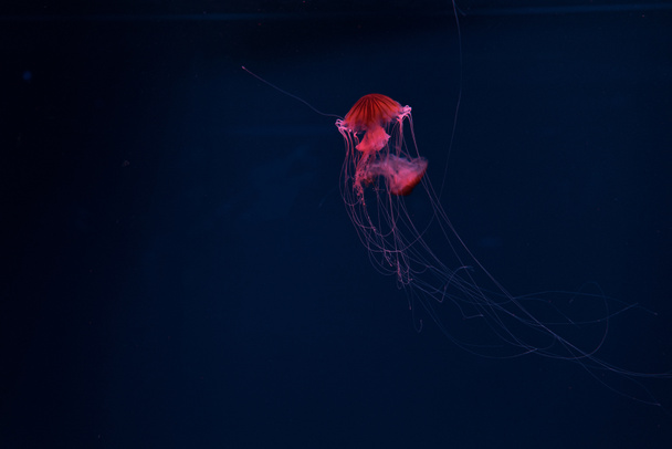 Compass jellyfishes in red neon light on dark background - Photo, Image