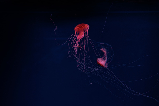 Compass jellyfishes in red neon light on dark background - Foto, afbeelding