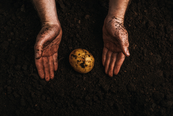 vista parcial del agricultor sucio cerca de la patata natural madura en el suelo
 - Foto, imagen