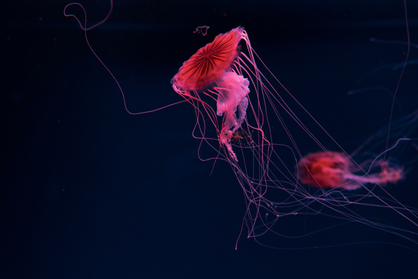 Selective focus of compass jellyfishes in pink neon light on dark background - Foto, Imagem
