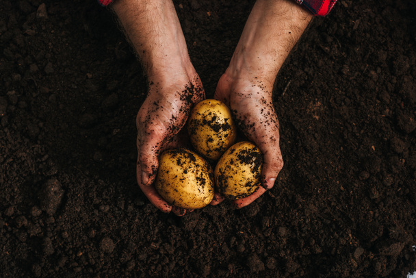 обрізаний вид фермера, який тримає стислу натуральну картоплю в землі
 - Фото, зображення