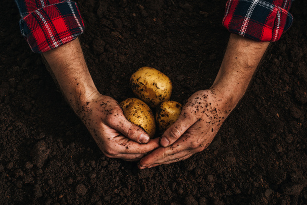 gewasbeeld van een landbouwer die rijpe natuurlijke aardappelen in de grond houdt - Foto, afbeelding